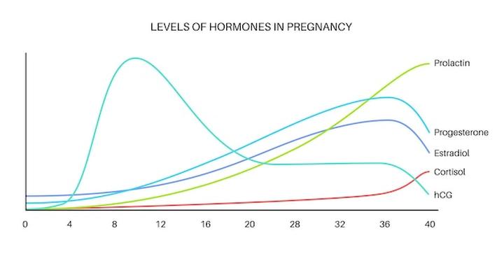 Hormony w ciąży