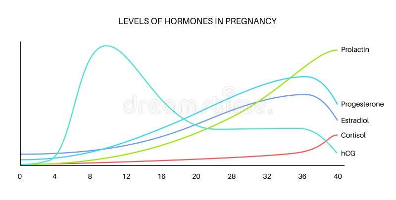 Rozwój płodu a hormony