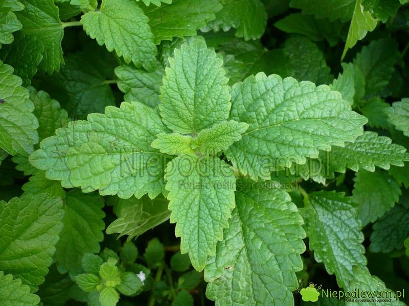 Bezpieczeństwo melisy w laktacji