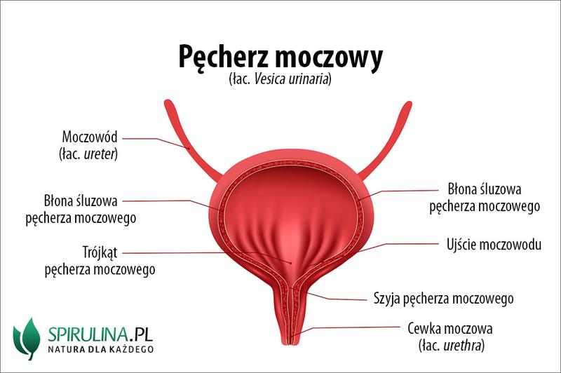 Dieta a układ moczowy