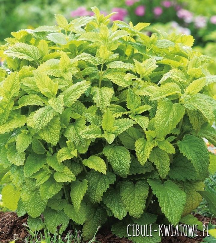 Korzyści zdrowotne melisy