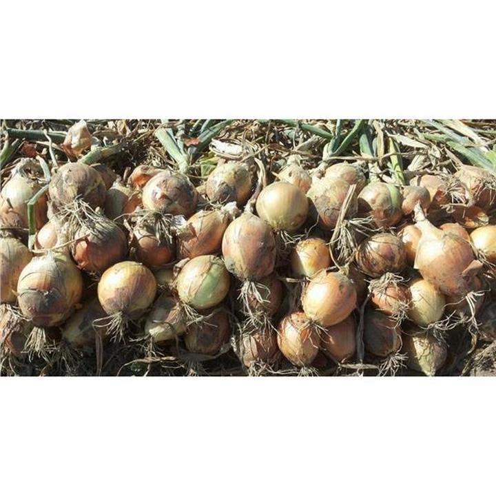 Korzyści i ryzyko cebuli w ciąży