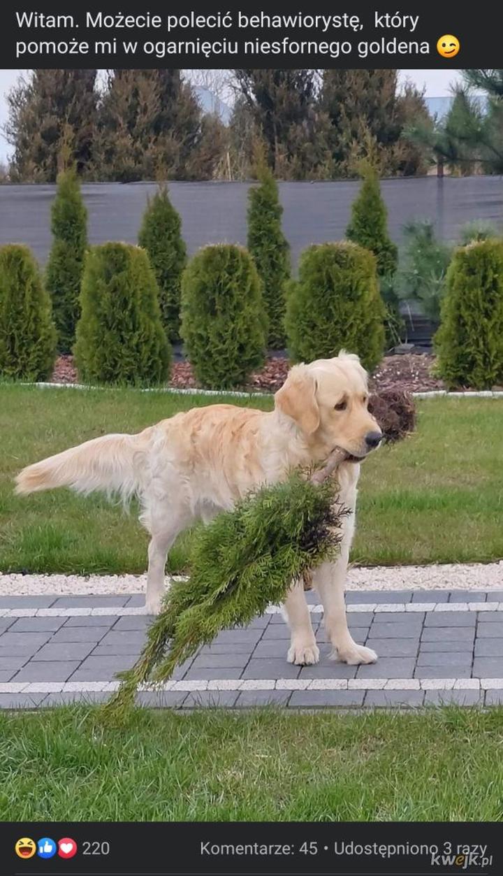 Pies ogrodnika znaczenie