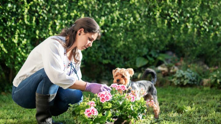 Psychologia zwierząt i zachowania psów