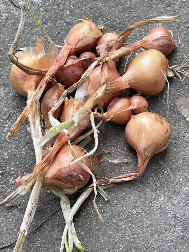 Zamienniki cebuli w diecie ciężarnych