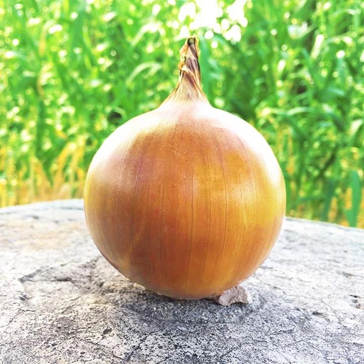 Cebula w ciąży – czy warto ją spożywać?