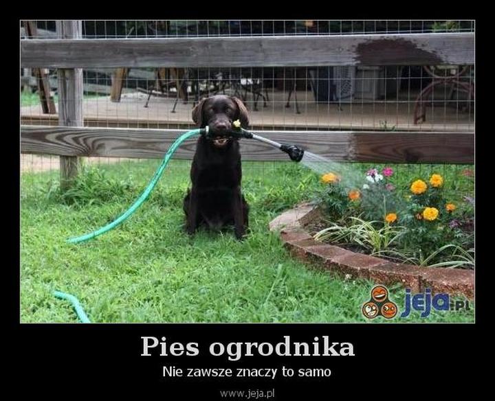 Czym jest pies ogrodnika i dlaczego warto unikać takiej roli?