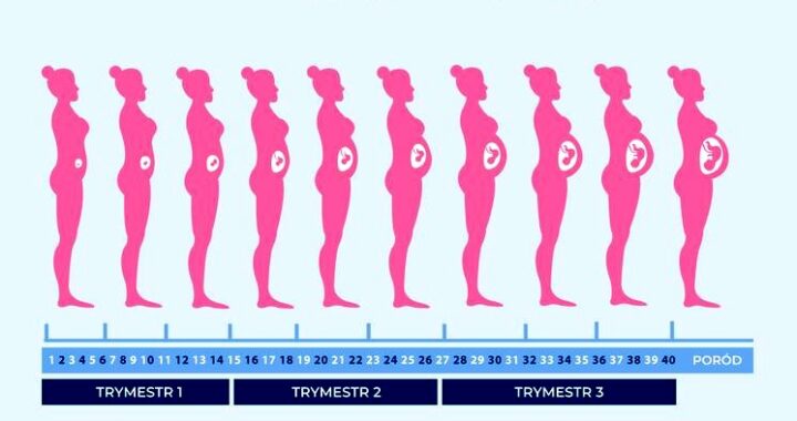 Kalendarz badań w ciąży – terminy i zalecenia na każdy trymestr