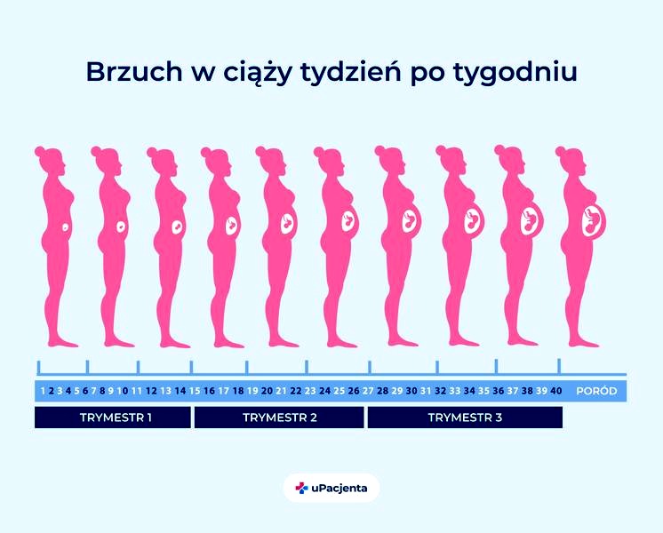 Kalendarz badań w ciąży – terminy i zalecenia na każdy trymestr
