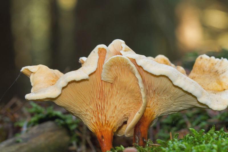Bezpieczne przygotowanie grzybów