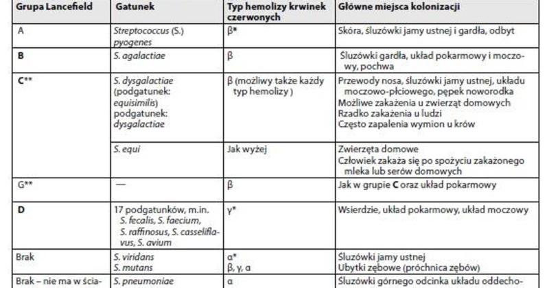 Paciorkowce grupy B